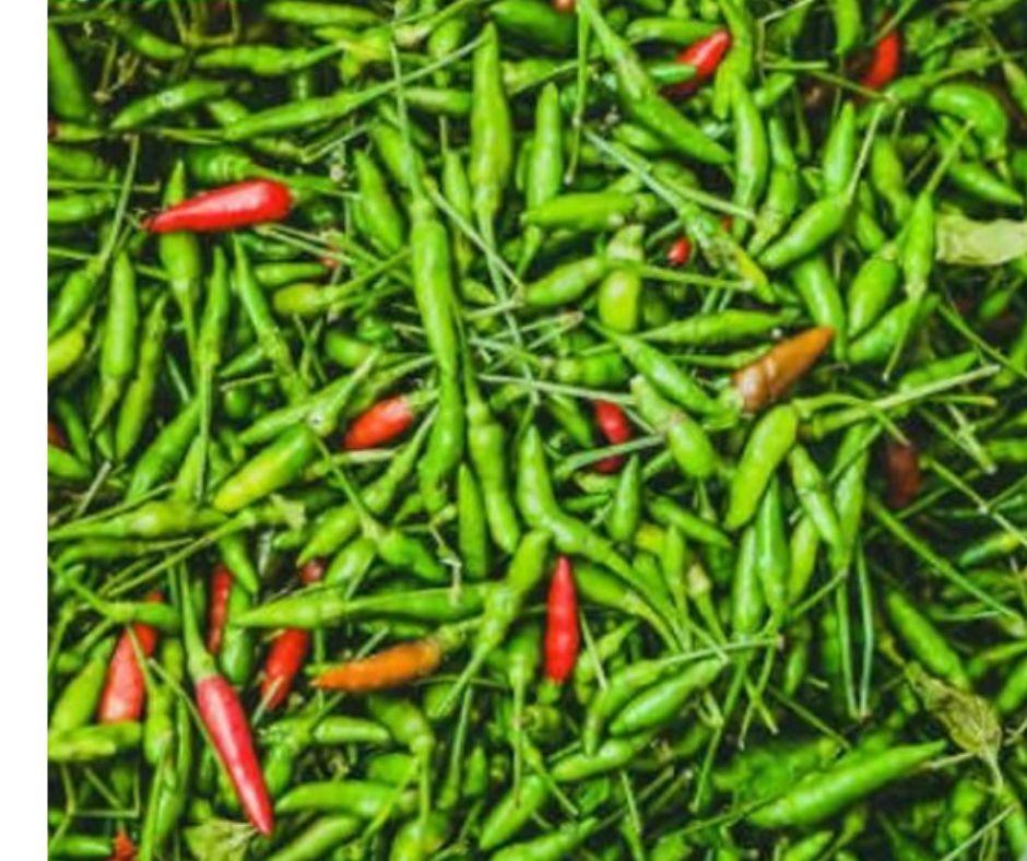 Kanthari Mulaku / birds eye chille 100 gm pack